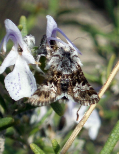 Spagna: La regione  de Monegros, paradiso entomologico